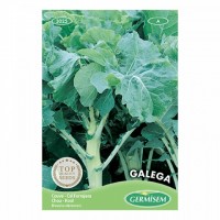 Couve Galega